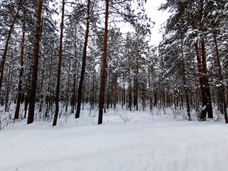 Walk through the winter snow-covered pine forest.