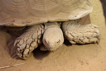 a big turtle closeup with big paws next to its head in a zoo