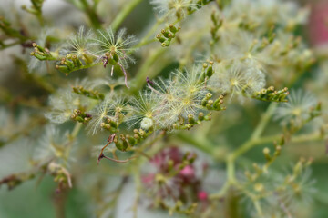 Fototapeta premium Red valerian