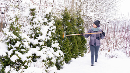 The garden is abundantly covered with snow. The gardener uses a broom to shake off snow from the branches of conifers so that they do not break. Garden maintenance in winter.