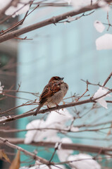 Otto il passerotto di New York