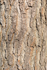 Naklejka premium American sweetgum