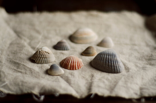 sea shells