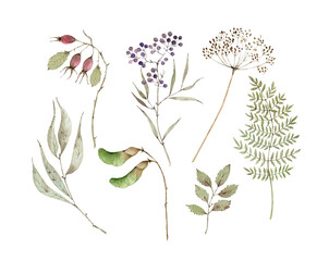 Watercolor set with botanical elements, berries, dry branches and leaves. hand painted on white background	