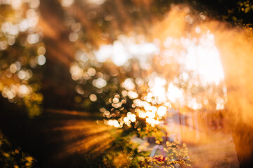 Freelensed image of sun rays with water particles shining through golden trees at sunset.