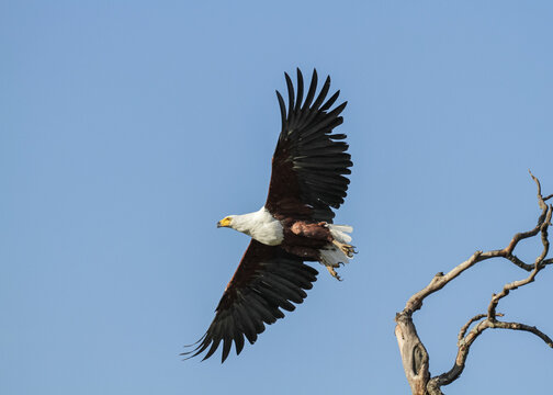 African Fish Eagle