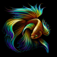 Tropical fish. Color graphic portrait of a fighting fish on a black background. Digital vector graphics.