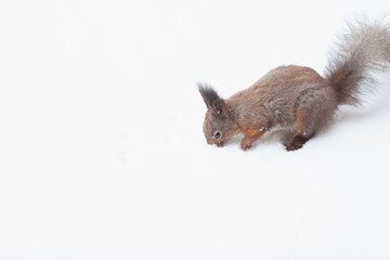 Red squirrel sits on white snow