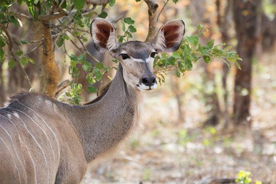 Wild Antelope