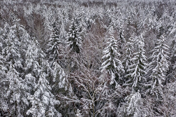 Beautiful snow covered forest shot from a drone