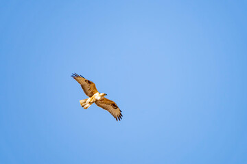 A red hawk fly in the blue sky. Bottom view