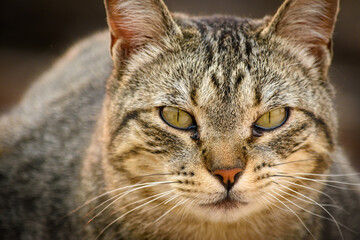 Fototapeta na wymiar Gato atigrado gris con ojos desafiantes, durante el atardecer, en primerísimo primer plano 