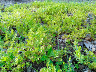 Spring Blooming field - bright green plants, grass and wildflowers with young foliage on a bright warm sunny day in early spring.