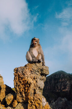 Wild Monkey