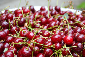 Cherry organic berries harvest. Fresh cherries for jam, juice, smoothie, compote, desserts and cakes. Organic fruits in the village.