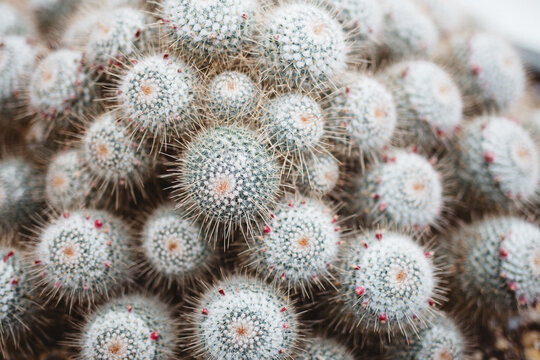 Close up Cactus