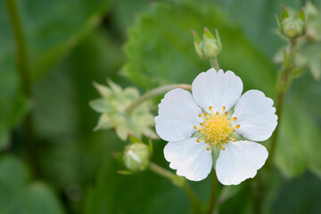 one white strawberry flower closeup. copy space.