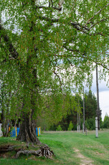 Young green foliage blooms in the trees. Birch tree with fresh green leaves in a meadow in the village. Nature awakening in spring. Rural landscape and countryside.