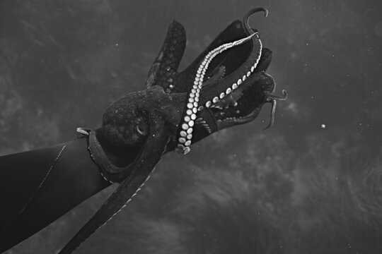 Malibu Octopus
