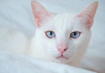 portrait of a white cat with blue eyes