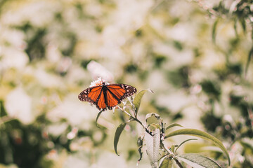 Spring butterfly