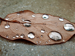 Raindrops on leaf on the ground