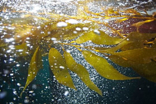 Chilly kelp and bubbles