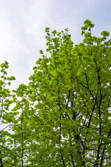 Spring landscape - bright green trees with young foliage on a bright warm sunny day in early spring.