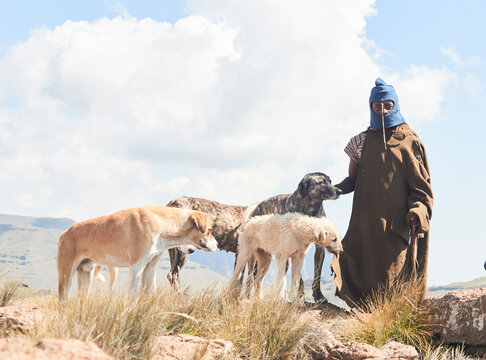 A Monsotho shepherd and his dogs.