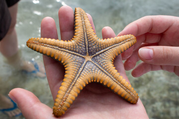  close-up five-pointed starfish in hand  backside