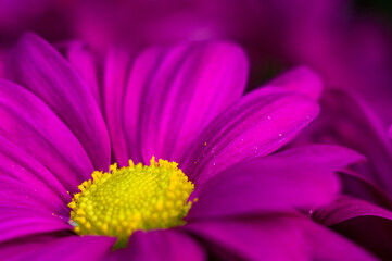 Beautiful bright purple and yellow chrysanthemum flowers, selective focus, macro