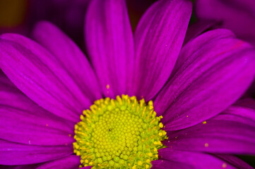 Obraz na płótnie Canvas Beautiful bright purple and yellow chrysanthemum flowers, selective focus, macro