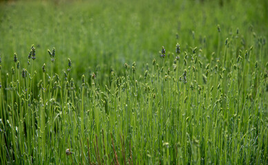 Lavender flower plant before blooming. Scented fields