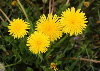 Blooming dandelions in green fields and meadows on sunny May days