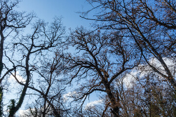Obraz premium beautiful, natural, large trees in the forest, in the mountains, against the background of a blue sky with clouds on a good day in winter on a trip, travel, vacation, walk