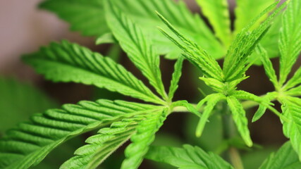 blurred outlines of carved narrow cannabis leaves full frame, bright green young marijuana foliage with ripening bud of leaves, cannabis growing illustration