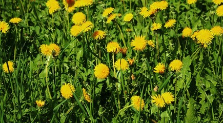 Blooming dandelions in green fields and meadows on sunny May days