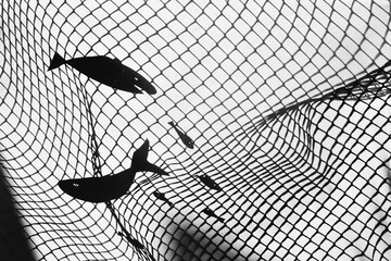 shadow play of fish caught in net