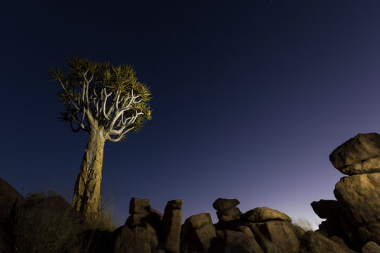 Quiver Tree during morning sunrise at giants' playground