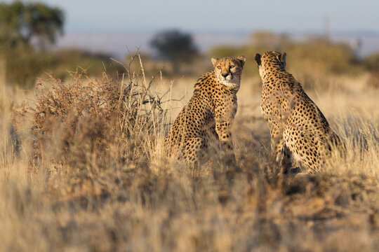 Cheetah (Acinonyx jubatus) watching the savannah for intruders
