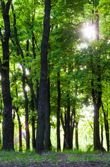 Spring landscape - bright green trees with young foliage on a bright warm sunny day in early spring.