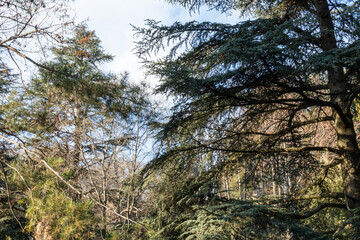 beautiful, natural, green, coniferous trees in the forest, in the mountains, on a good day on a trip, travel, vacation, walk