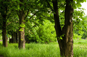 Obraz premium Spring landscape - bright green trees with young foliage on a bright warm sunny day in early spring.