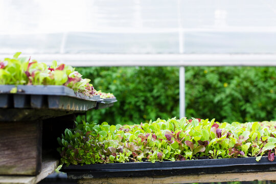 Red and green lettuce seedlings ready for planting