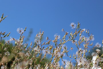 grass and sky