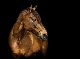 Fototapeta na wymiar Portrait of golden Lusitano horse, on black background.