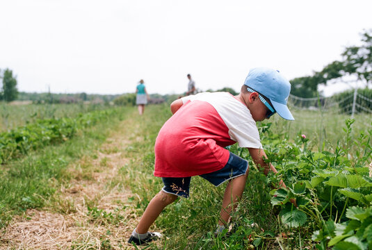 boy picking strawberries in farm