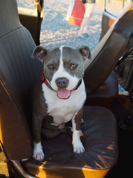 dog sits in front seat of car