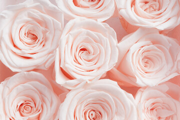 Beautiful pink roses background. Top view. Pastel color style
