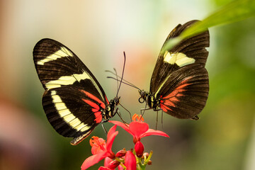 Two Postman Longwing Butterflies face each other as they feed on a single flower.